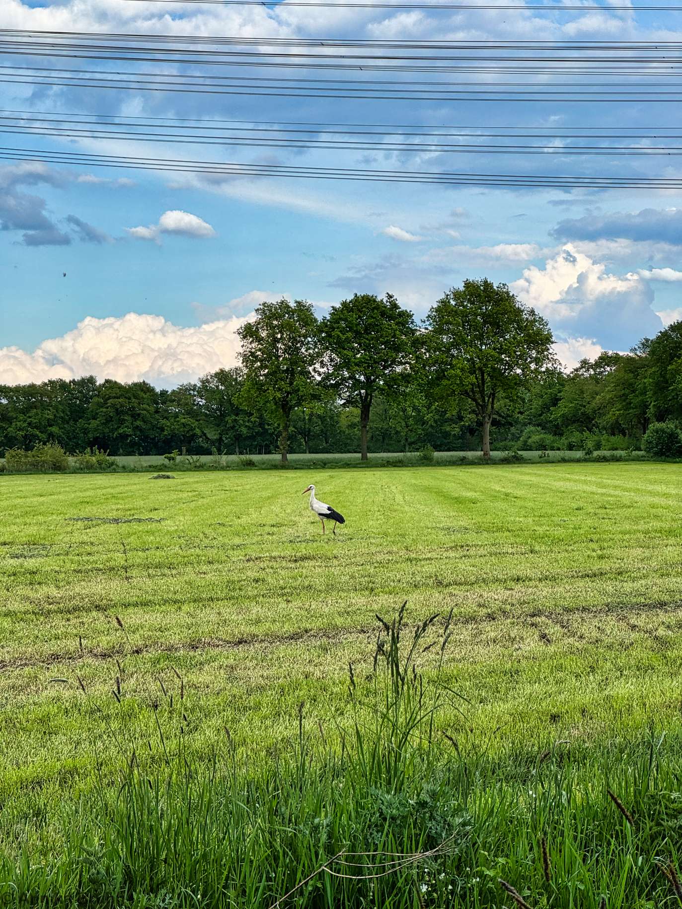 Storch auf der Wiese